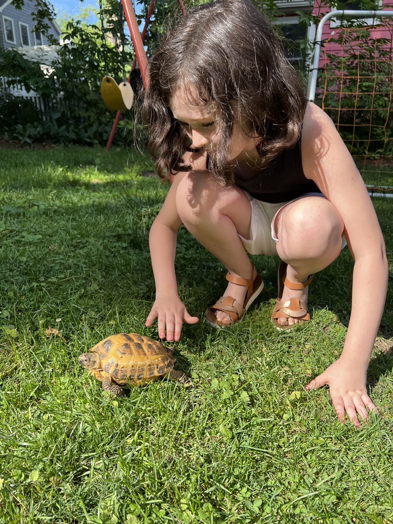 A tortoise used as a lesson break activity for young students