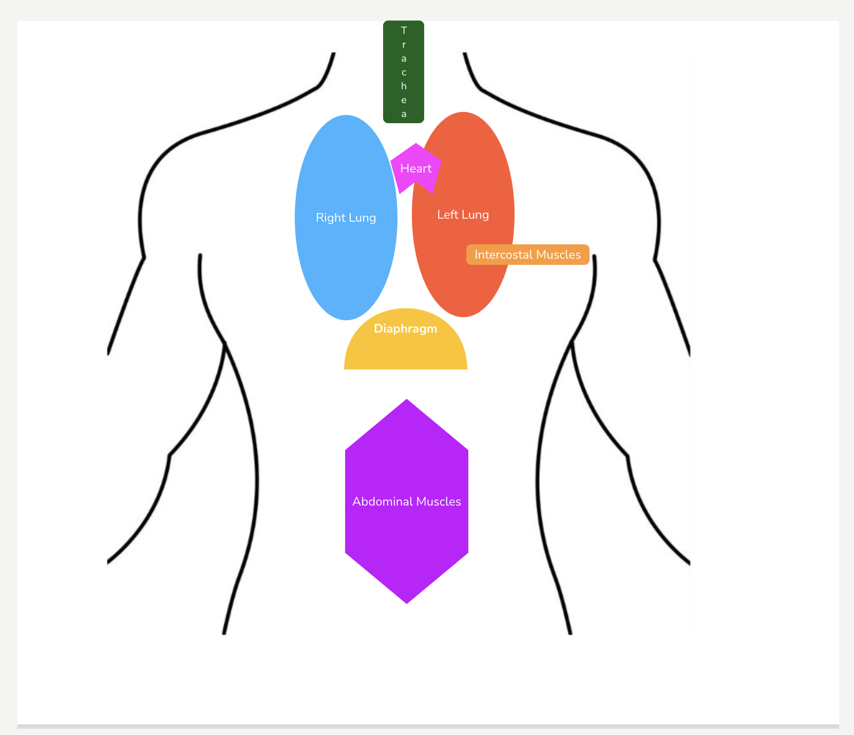 Simplified torso diagram showing the placement of the trachea, heart, right and left lungs, intercostal muscles, diaphragm, and abdominal muscles