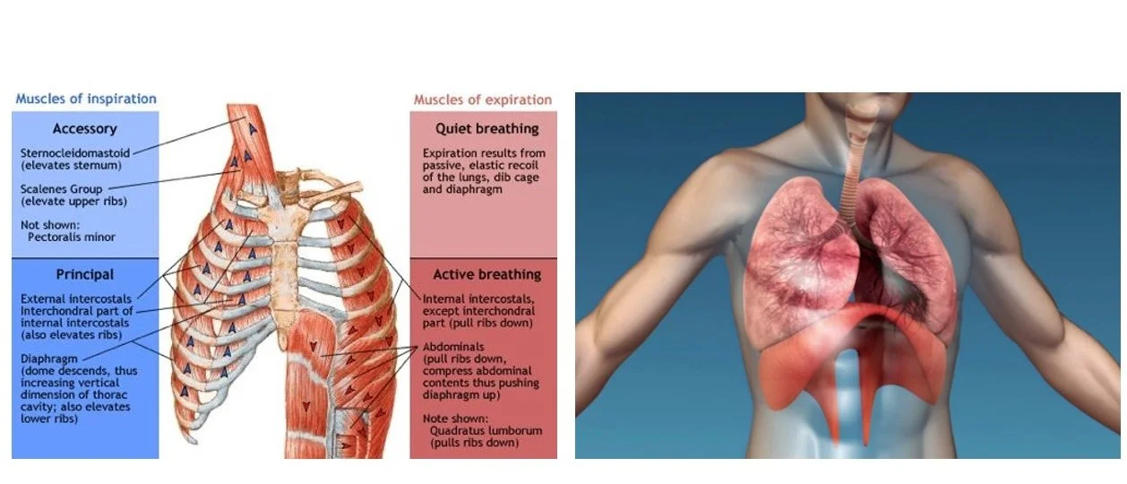 Muscles of inspiration and expiration diagram alongside a 3D anatomical view of the lungs in the rib cage