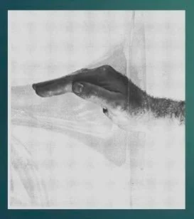 Horn right hand position