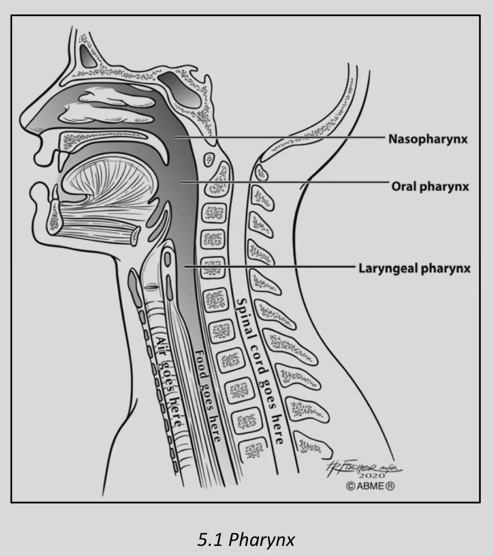 Diagram of the nasopharynx showing the laryngeal pharynx splitting into nasopharynx and oral pharynx
